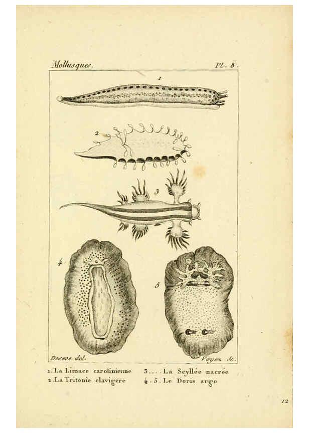 Reproducción/Reproduction 6436505831: Atlas des mollusques Paris :Roret, libraire, Rue Hautefeuille, au coin de celle du battoir,[182-?] 