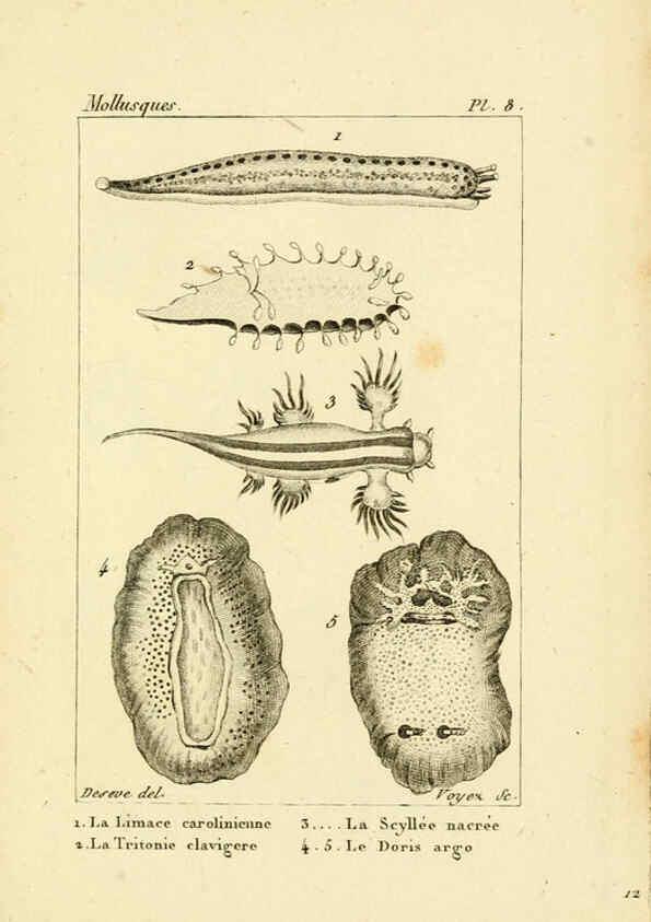 Reproducción/Reproduction 6436505831: Atlas des mollusques Paris :Roret, libraire, Rue Hautefeuille, au coin de celle du battoir,[182-?] 
