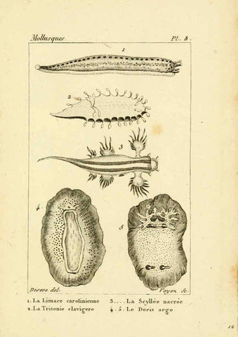 Reproducción/Reproduction 6436505831: Atlas des mollusques Paris :Roret, libraire, Rue Hautefeuille, au coin de celle du battoir,[182-?] 