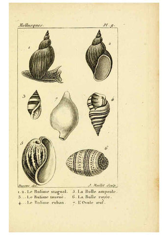 Reproducción/Reproduction 6436506131: Atlas des mollusques Paris :Roret, libraire, Rue Hautefeuille, au coin de celle du battoir,[182-?] 