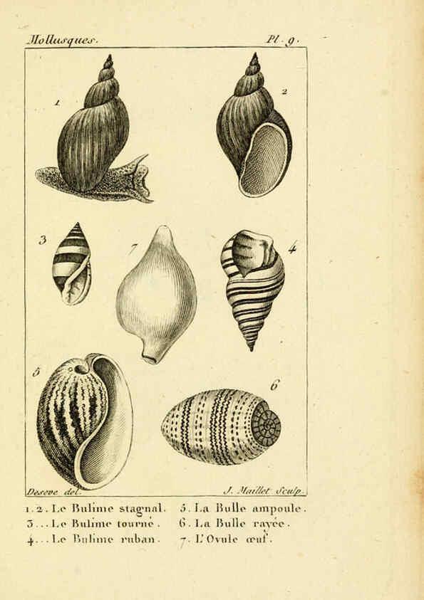Reproducción/Reproduction 6436506131: Atlas des mollusques Paris :Roret, libraire, Rue Hautefeuille, au coin de celle du battoir,[182-?] 