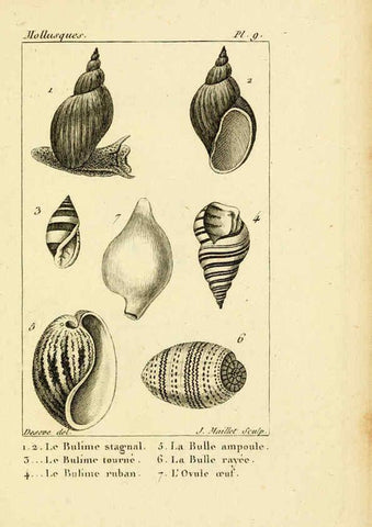 Reproducción/Reproduction 6436506131: Atlas des mollusques Paris :Roret, libraire, Rue Hautefeuille, au coin de celle du battoir,[182-?] 