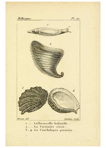 Reproducción/Reproduction 6436506871: Atlas des mollusques Paris :Roret, libraire, Rue Hautefeuille, au coin de celle du battoir,[182-?] 