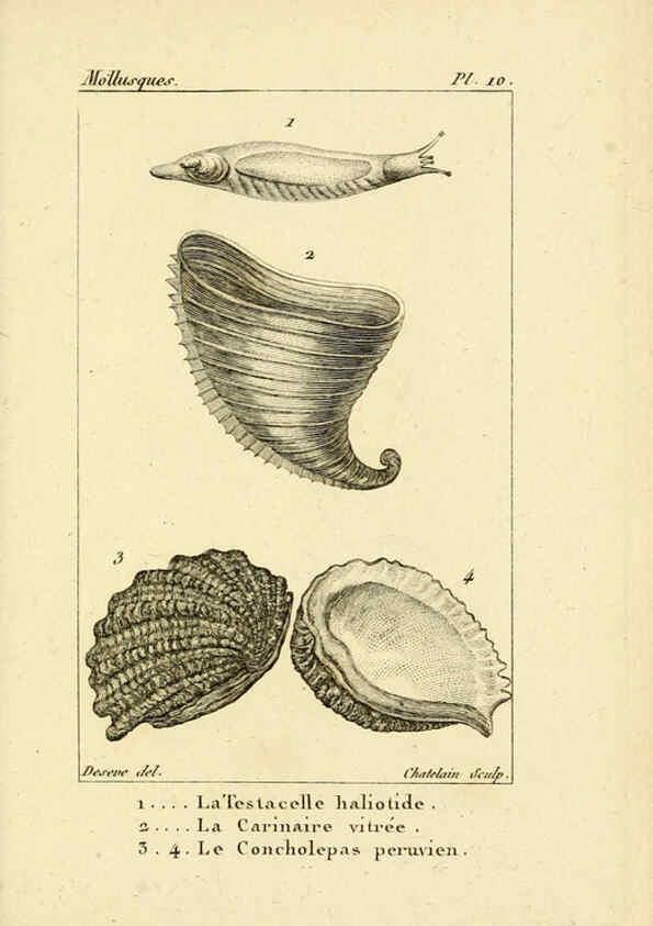 Reproducción/Reproduction 6436506871: Atlas des mollusques Paris :Roret, libraire, Rue Hautefeuille, au coin de celle du battoir,[182-?] 