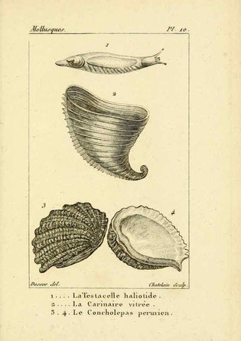 Reproducción/Reproduction 6436506871: Atlas des mollusques Paris :Roret, libraire, Rue Hautefeuille, au coin de celle du battoir,[182-?] 