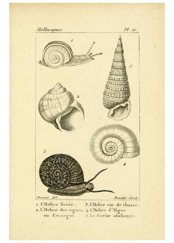 Reproducción/Reproduction 6436507213: Atlas des mollusques Paris :Roret, libraire, Rue Hautefeuille, au coin de celle du battoir,[182-?] 