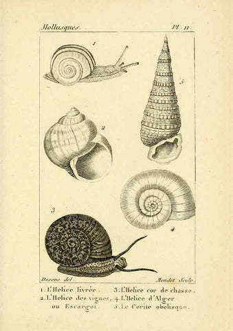 Reproducción/Reproduction 6436507213: Atlas des mollusques Paris :Roret, libraire, Rue Hautefeuille, au coin de celle du battoir,[182-?] 