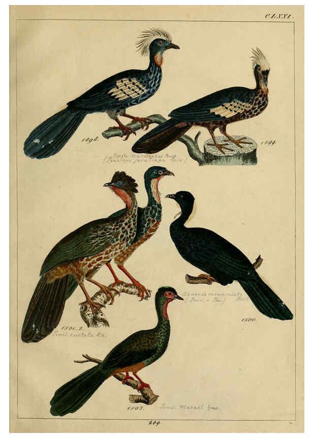Reproducción/Reproduction 6436437457: Central Atlas für zoologische Gärten. Part 1,5. Dresden ;Expedition der vollständigste Naturgeschichte, [puis] E. Blochman, [etc.],1862- 