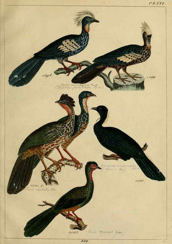 Reproducción/Reproduction 6436437457: Central Atlas für zoologische Gärten. Part 1,5. Dresden ;Expedition der vollständigste Naturgeschichte, [puis] E. Blochman, [etc.],1862- 