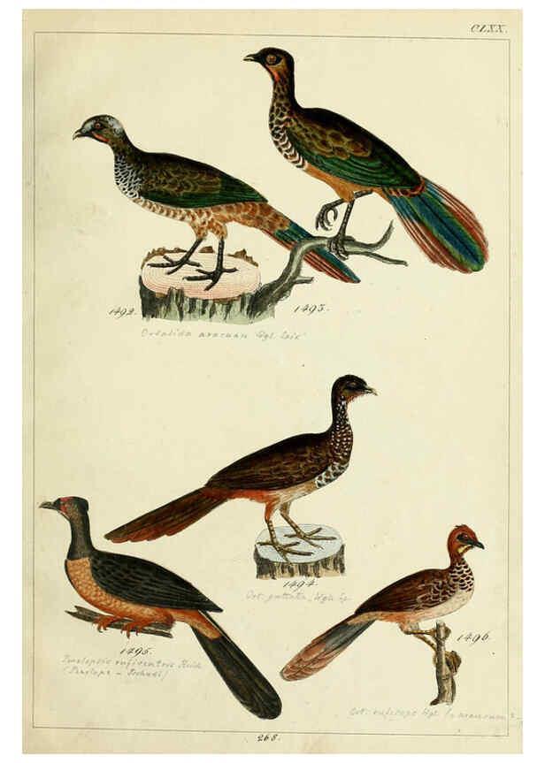 Reproducción/Reproduction 6436437109: Central Atlas für zoologische Gärten. Part 1,5. Dresden ;Expedition der vollständigste Naturgeschichte, [puis] E. Blochman, [etc.],1862- 
