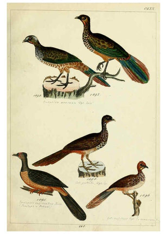 Reproducción/Reproduction 6436437109: Central Atlas für zoologische Gärten. Part 1,5. Dresden ;Expedition der vollständigste Naturgeschichte, [puis] E. Blochman, [etc.],1862- 