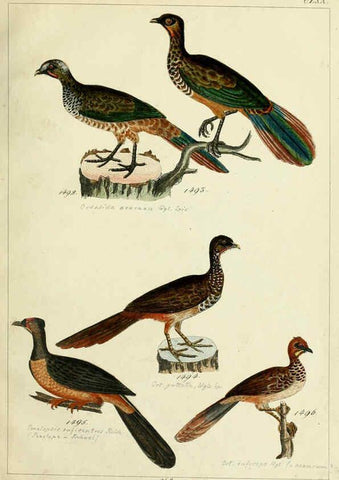 Reproducción/Reproduction 6436437109: Central Atlas für zoologische Gärten. Part 1,5. Dresden ;Expedition der vollständigste Naturgeschichte, [puis] E. Blochman, [etc.],1862- 