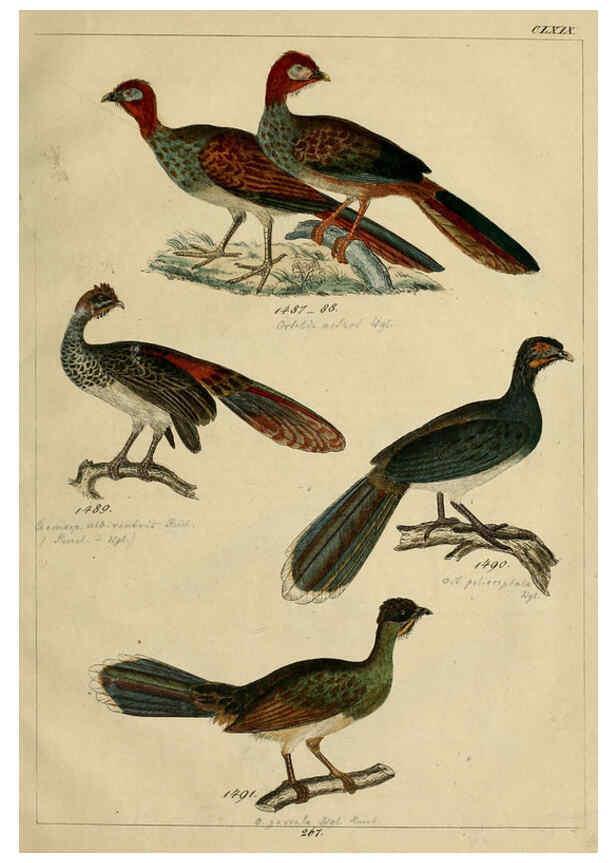 Reproducción/Reproduction 6436436657: Central Atlas für zoologische Gärten. Part 1,5. Dresden ;Expedition der vollständigste Naturgeschichte, [puis] E. Blochman, [etc.],1862- 