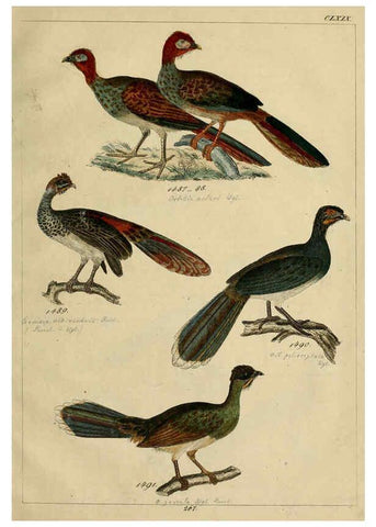 Reproducción/Reproduction 6436436657: Central Atlas für zoologische Gärten. Part 1,5. Dresden ;Expedition der vollständigste Naturgeschichte, [puis] E. Blochman, [etc.],1862- 