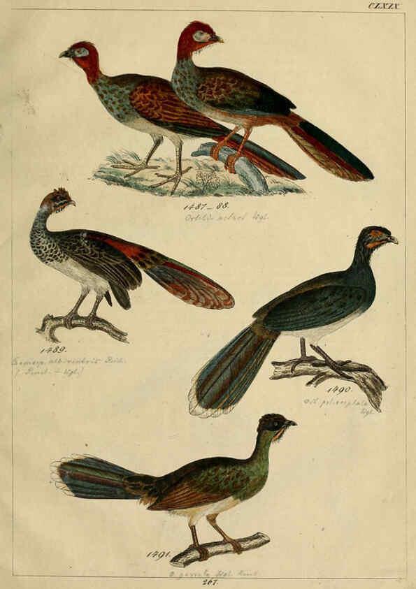 Reproducción/Reproduction 6436436657: Central Atlas für zoologische Gärten. Part 1,5. Dresden ;Expedition der vollständigste Naturgeschichte, [puis] E. Blochman, [etc.],1862- 