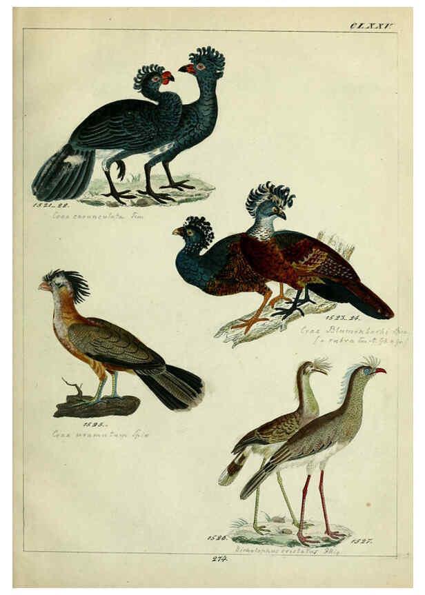 Reproducción/Reproduction 6436436141: Central Atlas für zoologische Gärten. Part 1,5. Dresden ;Expedition der vollständigste Naturgeschichte, [puis] E. Blochman, [etc.],1862- 
