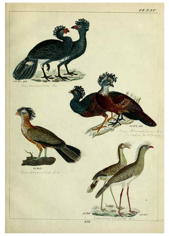 Reproducción/Reproduction 6436436141: Central Atlas für zoologische Gärten. Part 1,5. Dresden ;Expedition der vollständigste Naturgeschichte, [puis] E. Blochman, [etc.],1862- 