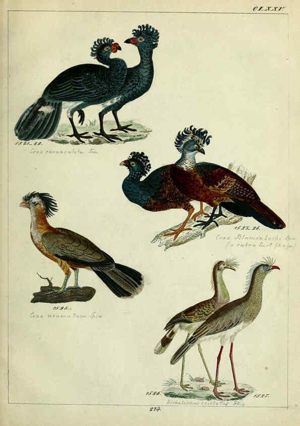 Reproducción/Reproduction 6436436141: Central Atlas für zoologische Gärten. Part 1,5. Dresden ;Expedition der vollständigste Naturgeschichte, [puis] E. Blochman, [etc.],1862- 