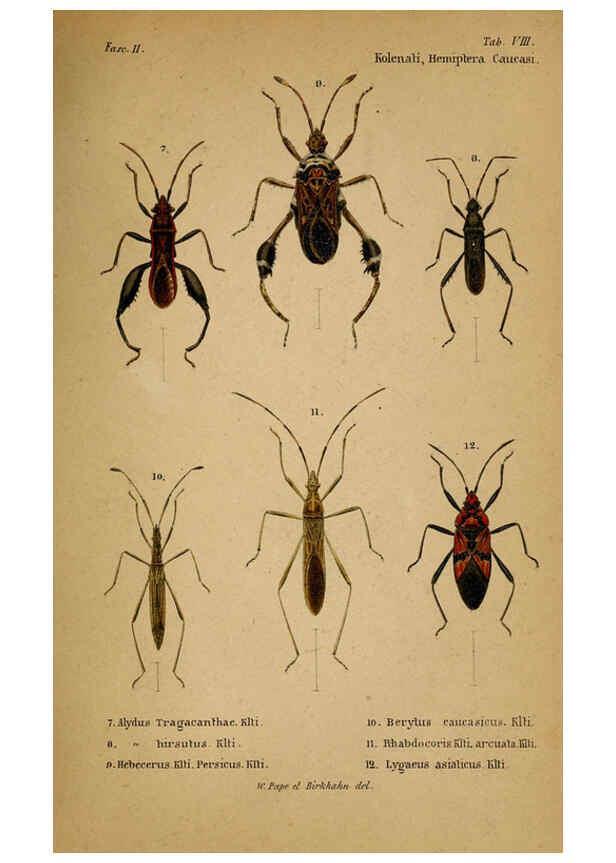 Reproducción/Reproduction 6436382369: Meletemata entomologica. 1-5. Petropoli :Imperialis Academiae Scientiarum,1845-1846
