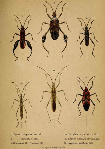 Reproducción/Reproduction 6436382369: Meletemata entomologica. 1-5. Petropoli :Imperialis Academiae Scientiarum,1845-1846