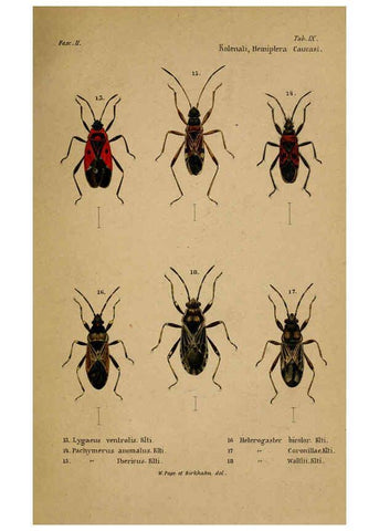 Reproducción/Reproduction 6436382791: Meletemata entomologica. 1-5. Petropoli :Imperialis Academiae Scientiarum,1845-1846