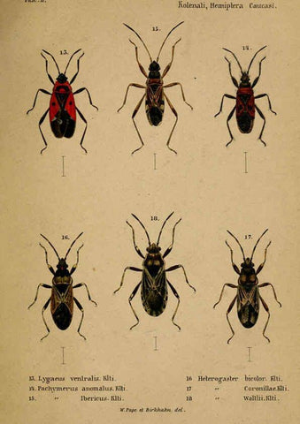 Reproducción/Reproduction 6436382791: Meletemata entomologica. 1-5. Petropoli :Imperialis Academiae Scientiarum,1845-1846