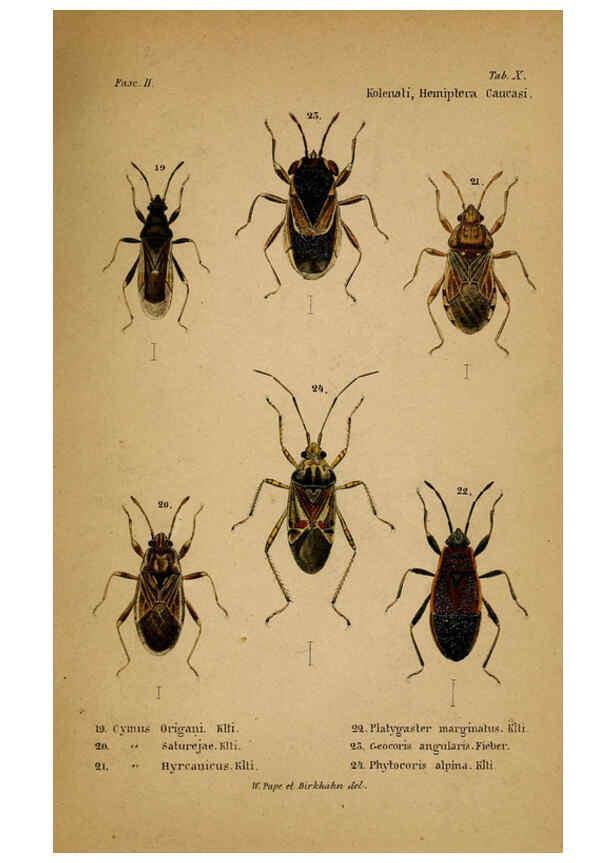 Reproducción/Reproduction 6436383243: Meletemata entomologica. 1-5. Petropoli :Imperialis Academiae Scientiarum,1845-1846