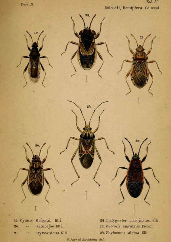 Reproducción/Reproduction 6436383243: Meletemata entomologica. 1-5. Petropoli :Imperialis Academiae Scientiarum,1845-1846