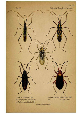 Reproducción/Reproduction 6436383659: Meletemata entomologica. 1-5. Petropoli :Imperialis Academiae Scientiarum,1845-1846