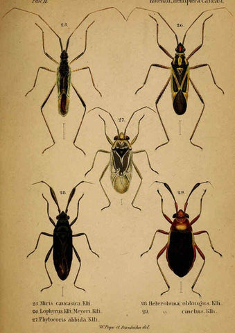 Reproducción/Reproduction 6436383659: Meletemata entomologica. 1-5. Petropoli :Imperialis Academiae Scientiarum,1845-1846