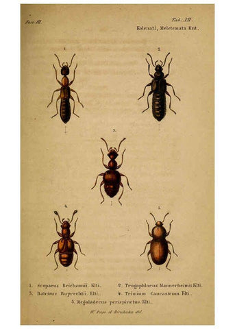 Reproducción/Reproduction 6436384177: Meletemata entomologica. 1-5. Petropoli :Imperialis Academiae Scientiarum,1845-1846