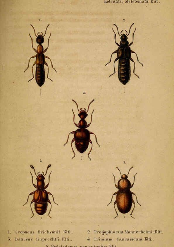 Reproducción/Reproduction 6436384177: Meletemata entomologica. 1-5. Petropoli :Imperialis Academiae Scientiarum,1845-1846