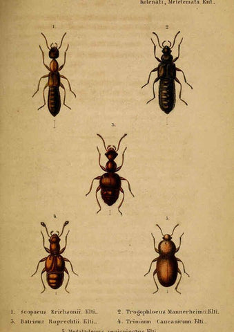 Reproducción/Reproduction 6436384177: Meletemata entomologica. 1-5. Petropoli :Imperialis Academiae Scientiarum,1845-1846