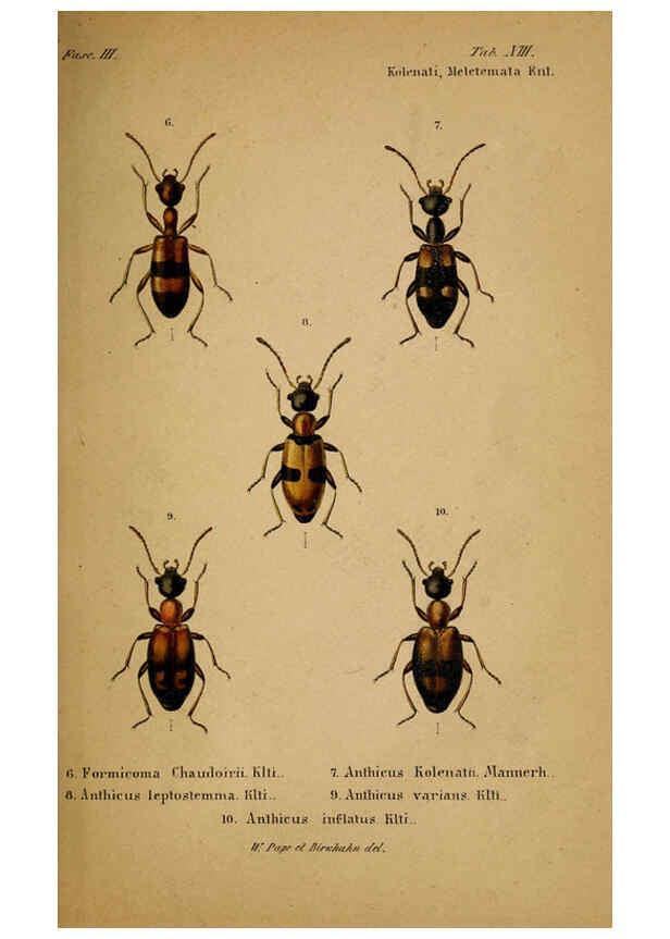 Reproducción/Reproduction 6436384727: Meletemata entomologica. 1-5. Petropoli :Imperialis Academiae Scientiarum,1845-1846