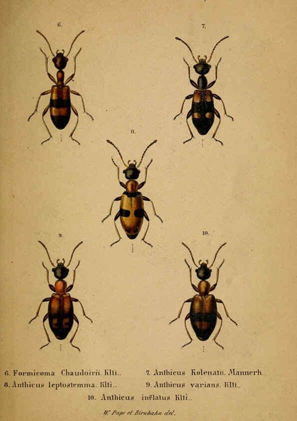 Reproducción/Reproduction 6436384727: Meletemata entomologica. 1-5. Petropoli :Imperialis Academiae Scientiarum,1845-1846