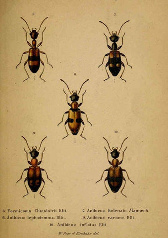 Reproducción/Reproduction 6436384727: Meletemata entomologica. 1-5. Petropoli :Imperialis Academiae Scientiarum,1845-1846
