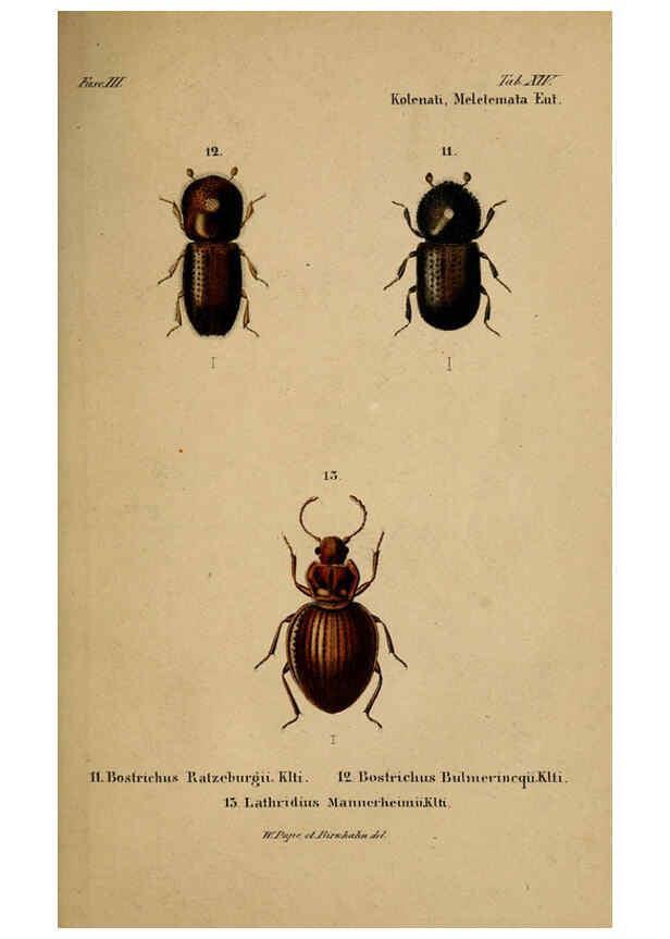 Reproducción/Reproduction 6436385159: Meletemata entomologica. 1-5. Petropoli :Imperialis Academiae Scientiarum,1845-1846