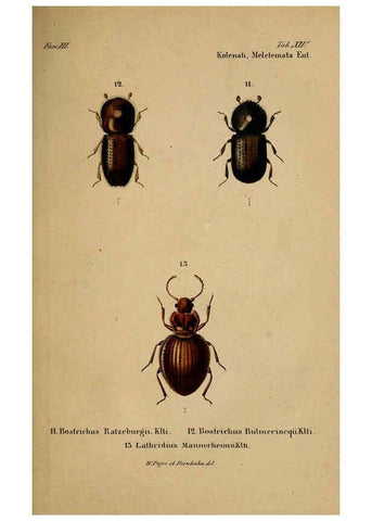 Reproducción/Reproduction 6436385159: Meletemata entomologica. 1-5. Petropoli :Imperialis Academiae Scientiarum,1845-1846