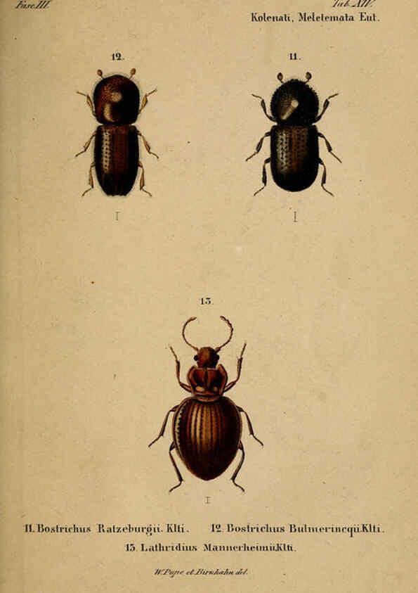 Reproducción/Reproduction 6436385159: Meletemata entomologica. 1-5. Petropoli :Imperialis Academiae Scientiarum,1845-1846