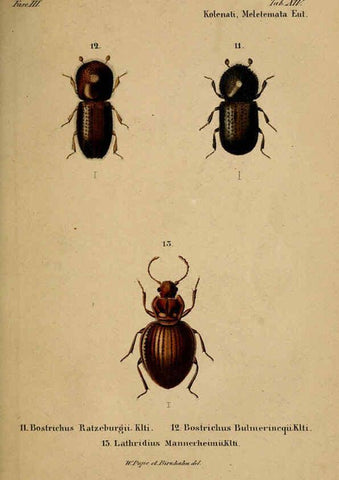 Reproducción/Reproduction 6436385159: Meletemata entomologica. 1-5. Petropoli :Imperialis Academiae Scientiarum,1845-1846