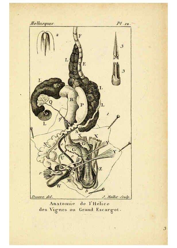 Reproducción/Reproduction 6436507719: Atlas des mollusques Paris :Roret, libraire, Rue Hautefeuille, au coin de celle du battoir,[182-?] 