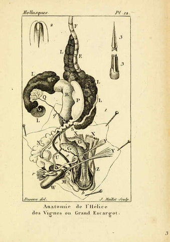 Reproducción/Reproduction 6436507719: Atlas des mollusques Paris :Roret, libraire, Rue Hautefeuille, au coin de celle du battoir,[182-?] 