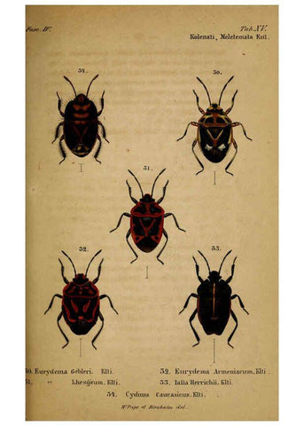 Reproducción/Reproduction 6436385533: Meletemata entomologica. 1-5. Petropoli :Imperialis Academiae Scientiarum,1845-1846