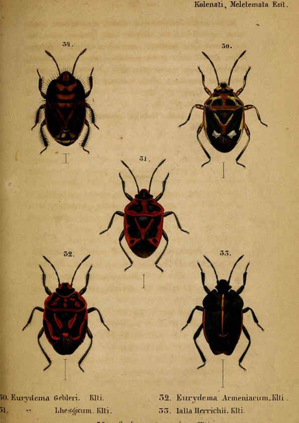 Reproducción/Reproduction 6436385533: Meletemata entomologica. 1-5. Petropoli :Imperialis Academiae Scientiarum,1845-1846