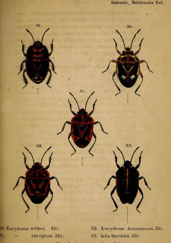 Reproducción/Reproduction 6436385533: Meletemata entomologica. 1-5. Petropoli :Imperialis Academiae Scientiarum,1845-1846