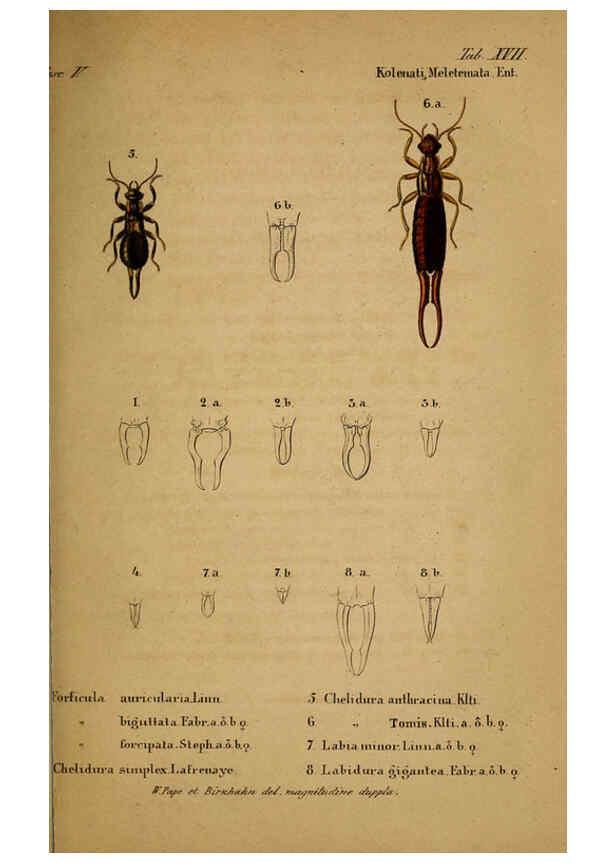 Reproducción/Reproduction 6436386635: Meletemata entomologica. 1-5. Petropoli :Imperialis Academiae Scientiarum,1845-1846