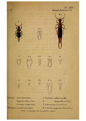 Reproducción/Reproduction 6436386635: Meletemata entomologica. 1-5. Petropoli :Imperialis Academiae Scientiarum,1845-1846
