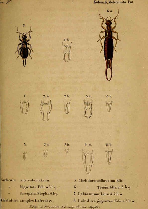 Reproducción/Reproduction 6436386635: Meletemata entomologica. 1-5. Petropoli :Imperialis Academiae Scientiarum,1845-1846