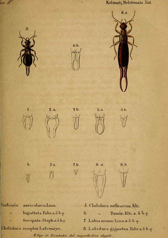 Reproducción/Reproduction 6436386635: Meletemata entomologica. 1-5. Petropoli :Imperialis Academiae Scientiarum,1845-1846