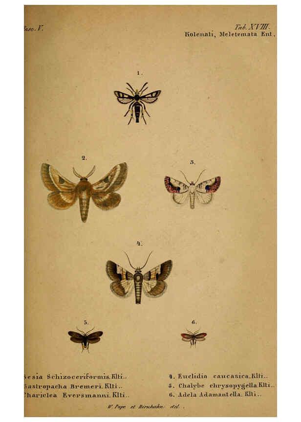 Reproducción/Reproduction 6436386947: Meletemata entomologica. 1-5. Petropoli :Imperialis Academiae Scientiarum,1845-1846
